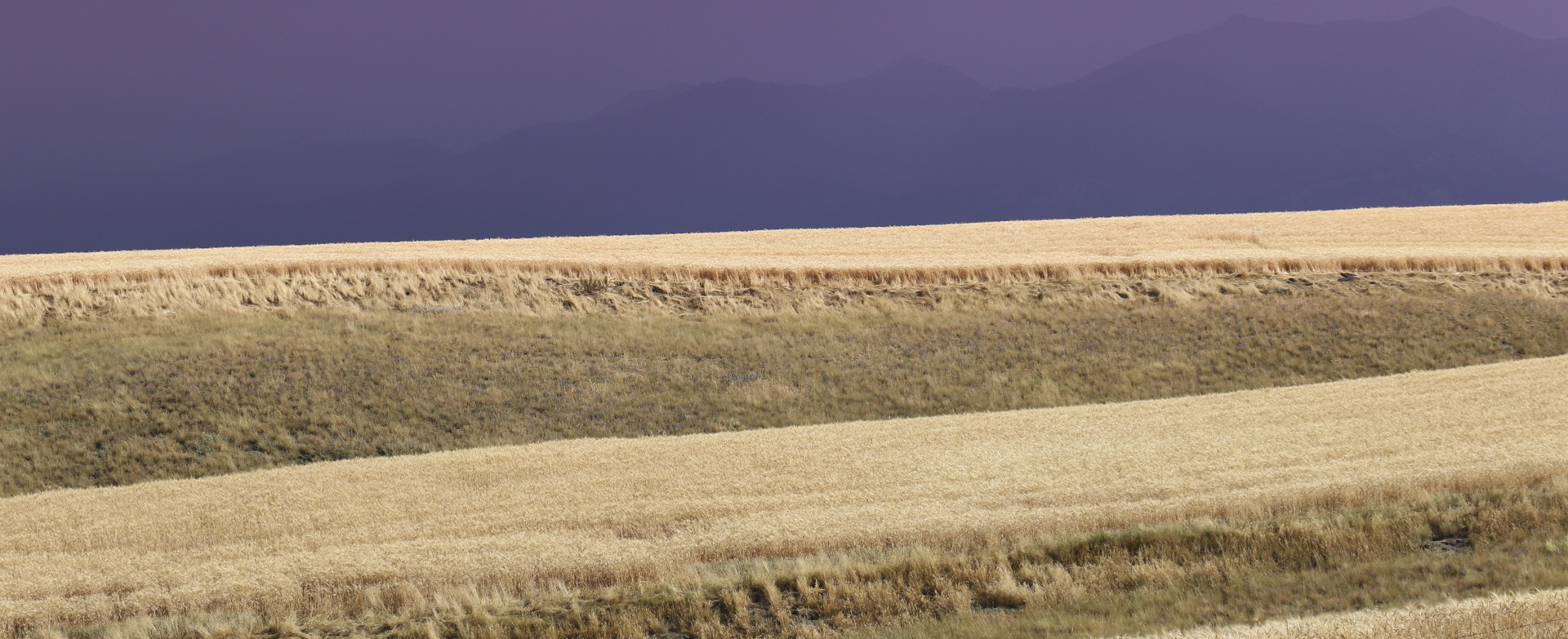 Bridgers Veiled by Harvest Thunderstorm